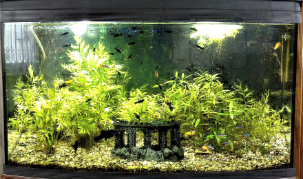 aquarium Tetra AquaArt Led