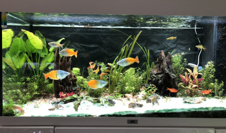 aquarium Bac austral