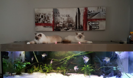 aquarium Aquarium à scalaire