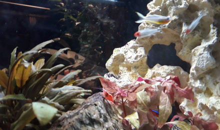 aquarium Les rochers