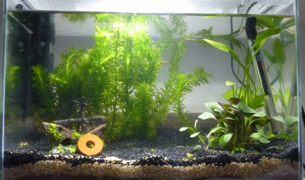 aquarium 20 L