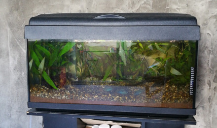 aquarium Laetacara Curviceps et Tetra cuivré