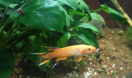 aquarium KILLIES CAP LOPEZ