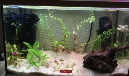 aquarium 20L