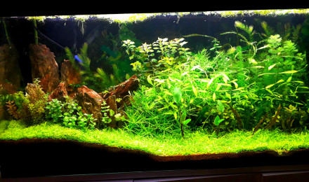 aquarium Aqua 210 litres net