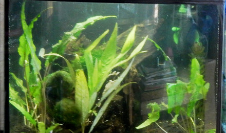 aquarium 30 L Killie
