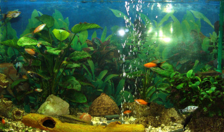 aquarium xipho