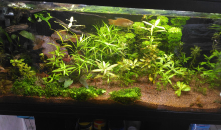 aquarium Bac communautaire