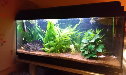 aquarium Bac 100L