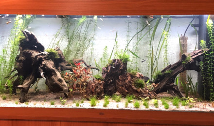 aquarium Jawel Rio 450 Led