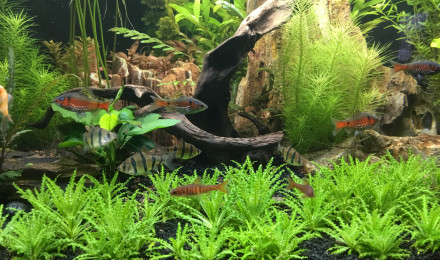 aquarium Trigon