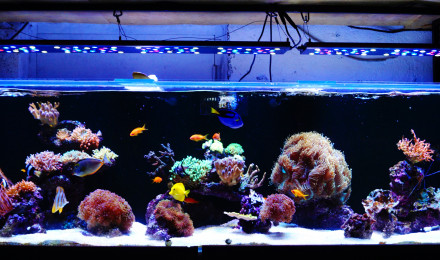 aquarium 660 litres récifal