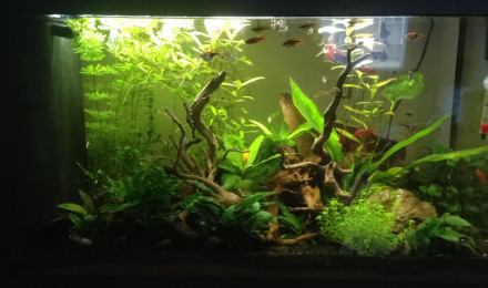 aquarium Asiatique