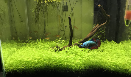aquarium Nano 2