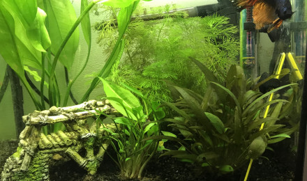 aquarium nano 1