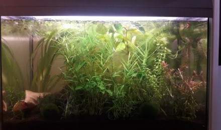 aquarium 60L