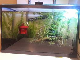 aquarium 20L