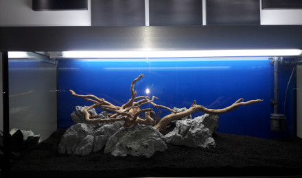 aquarium Aquadream
