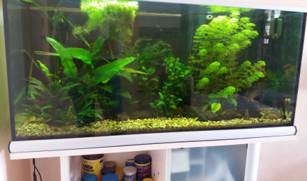 aquarium Asiatique 180 litres