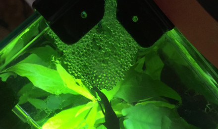 aquarium Rick