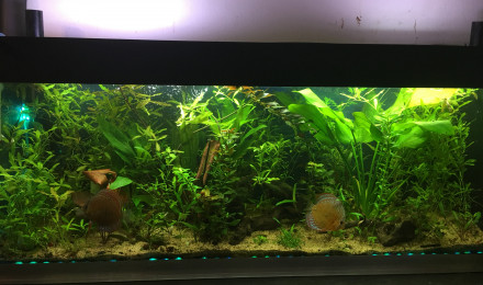aquarium Amazonien 360l