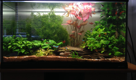 aquarium Aquarium 110 litres