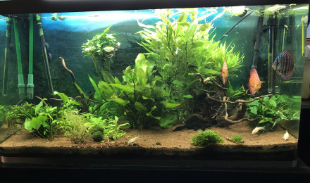 aquarium 320L discus  avec plantes