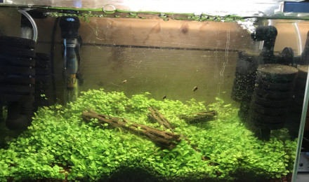aquarium 20L en attente de crevettes