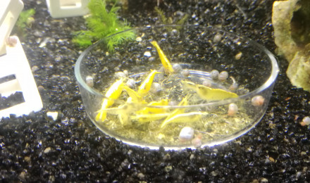 aquarium Sakura yellow néon