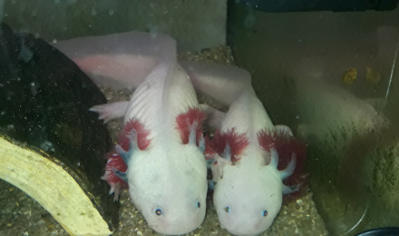 aquarium Axolotls