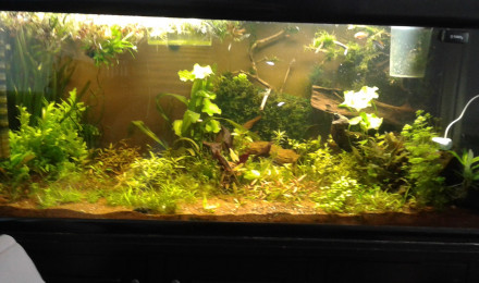 aquarium 450l