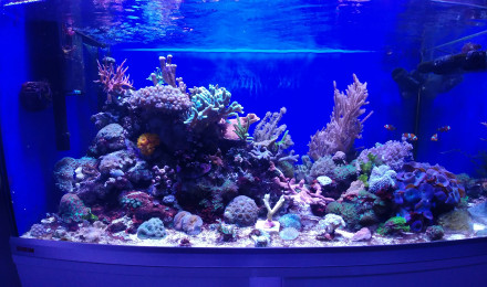 aquarium Eihem 250 récifal