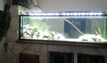 aquarium malawi