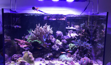 aquarium Reefer 250