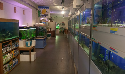 aquarium Shop- aquarium