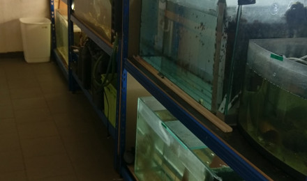 aquarium Elevage