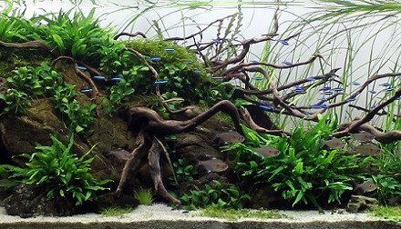 aquarium aquascaping