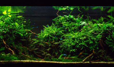aquarium aquascape