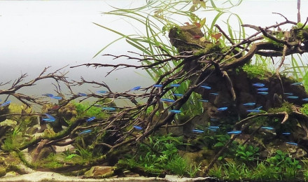 aquarium aqusacpe