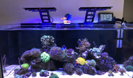 aquarium Aquarium