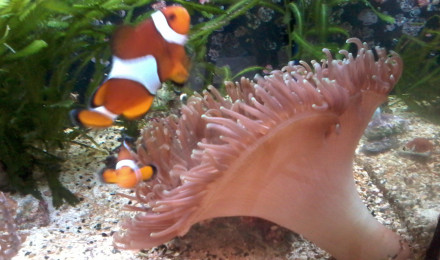 aquarium bac2