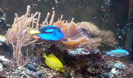 aquarium bac1