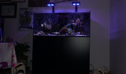 aquarium Salon