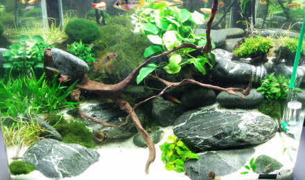 aquarium Nano 60 L