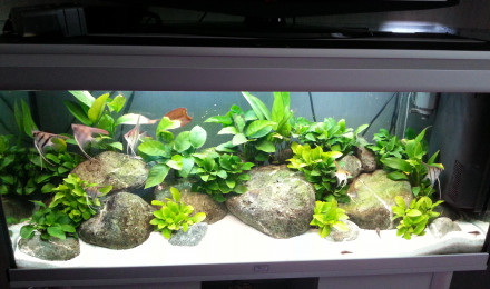 aquarium 240 L