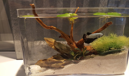 aquarium Pour le bureau