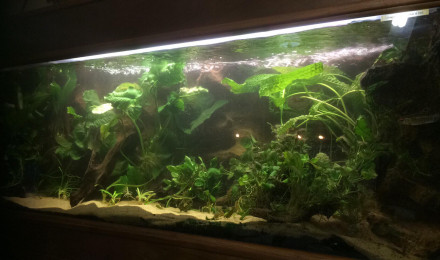 aquarium Afrique 1