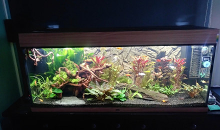 aquarium aquarium salon