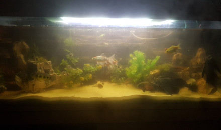 aquarium Mon bebe
