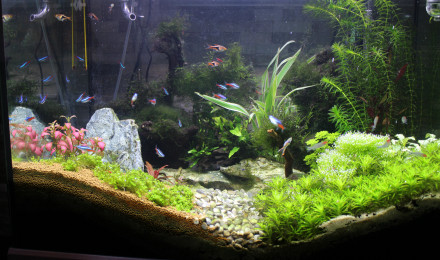 aquarium premier aquascape sans le savoir